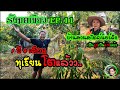 รังมดเขียว บ้านไร่ติดชายน้ำ EP.11 ทุเรียนโตแล้วว.. | ModKiew CHOMPRAI 4x4 Off Road