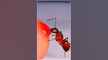 Ant Drinking Red Nectar From Finger #short