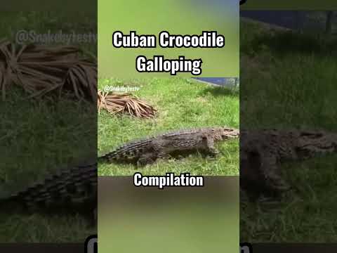 Video: Crocodil cubanez: descriere, distribuție, habitat și stil de viață