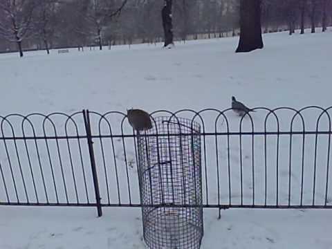 squirrel with no tail