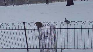 squirrel with no tail