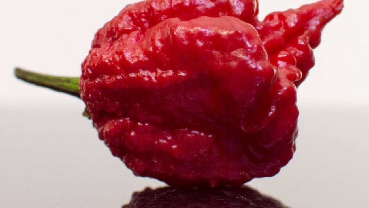 is-my-pepper-hotter-than-the-carolina-reaper-taste-test-hottest-in