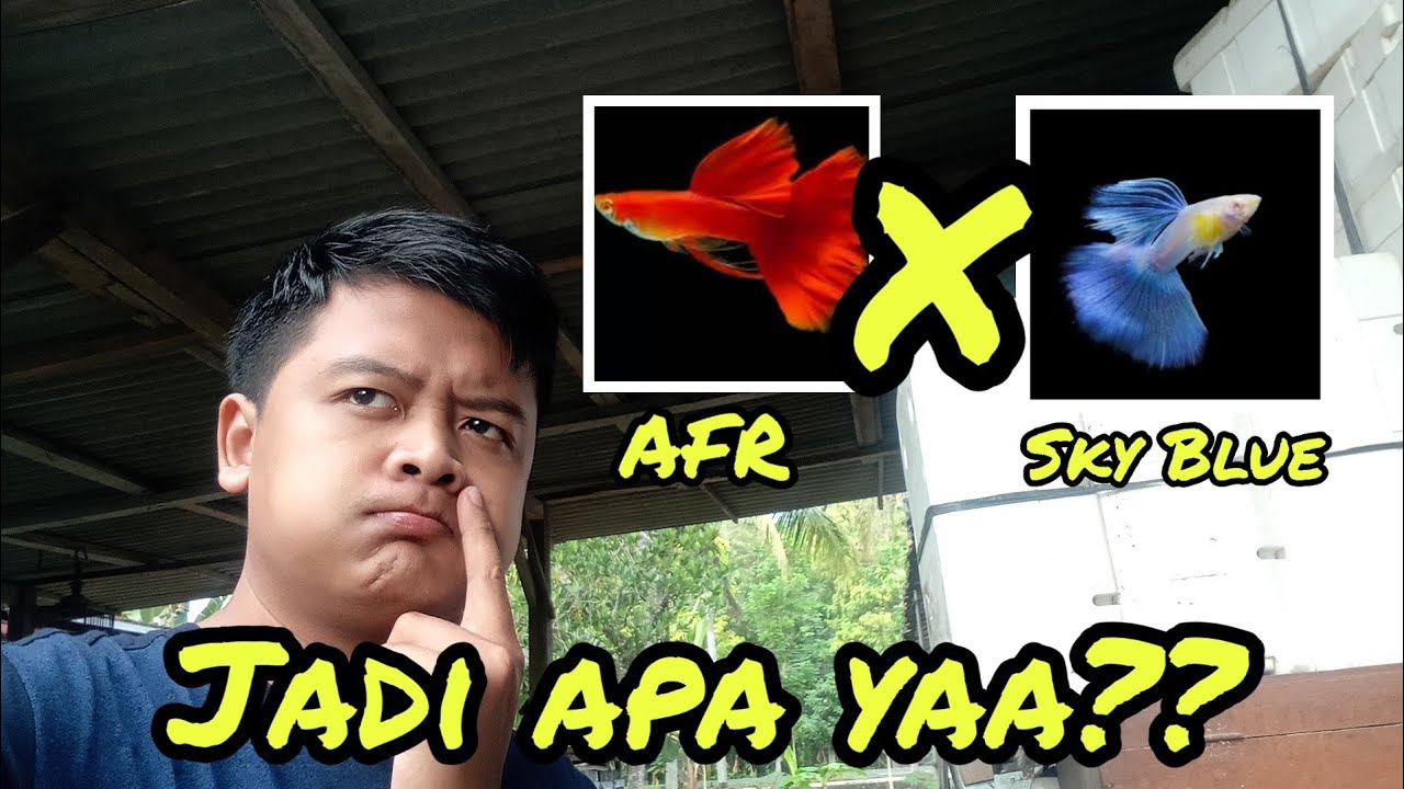 COBA PERSILANGAN GUPPY AFR DENGAN SKY BLUE. ANAKNYA KOK JADI KAYA GINI??