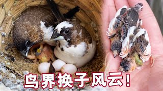 Changes in the Bird World｜A baby bird that has been raised by the owner