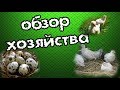 Обзор птичника 14.06.2017.  Хозяйству  6 месяцев. Микро юбилей.