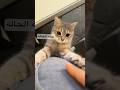 Explore Cat اكسبلور Explorepage Explore Cat اكسبلور Explorepage