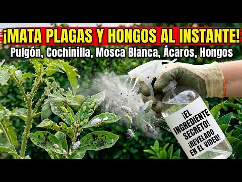 ​¡PELIGRO! No apliques NADA a tus plantas sin ver este video antes. Insecticida casero POTENTE 💪