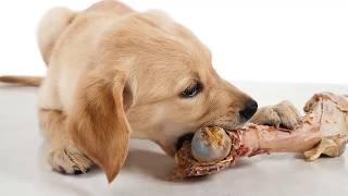 These bone treats could kill your dog, FDA warns