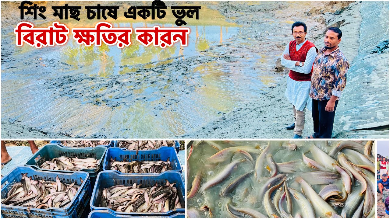 শিং মাছ চাষে একটি ভুল বিরাট ক্ষ'তির কারন... ll Catfish bd