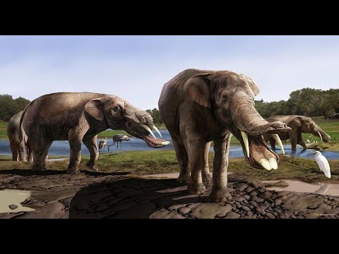 Evolusi Gajah: Dari Gajah Purba Hingga Gajah Modern