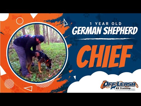 1-year-old-german-shepherd-chief-l-deer-recover-of-northern-virginia