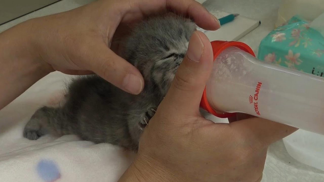 2回目のミルク飲むよ～起きて～