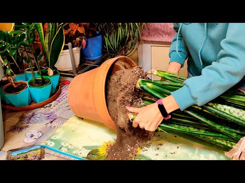 Сансевиерия! Отвечаю на частые вопросы. Как  пересадить, как размножить?