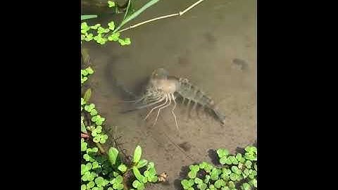 Cận cảnh tôm càng lột vỏ