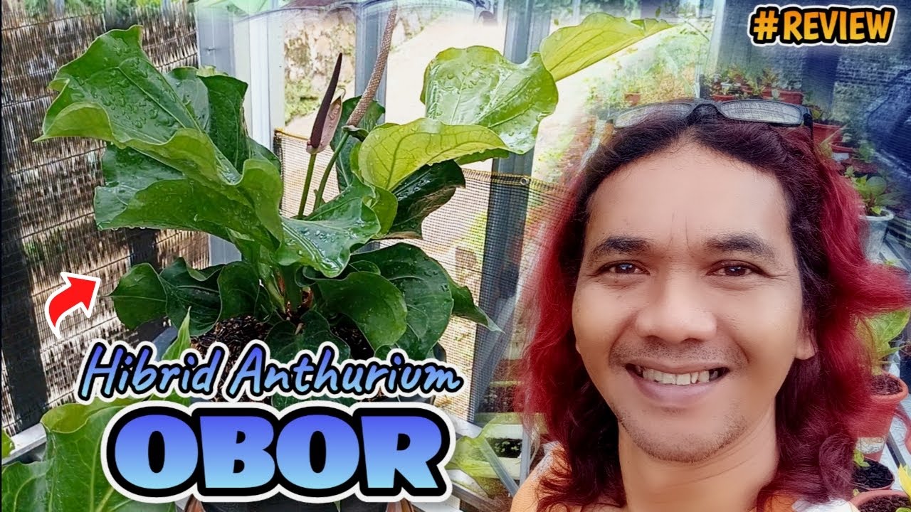 HIBRID ANTHURIUM OBOR MAKIN KEREN MAKIN DIMINATI‼️ | REVIEW