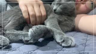 ASMR - Cat Massage