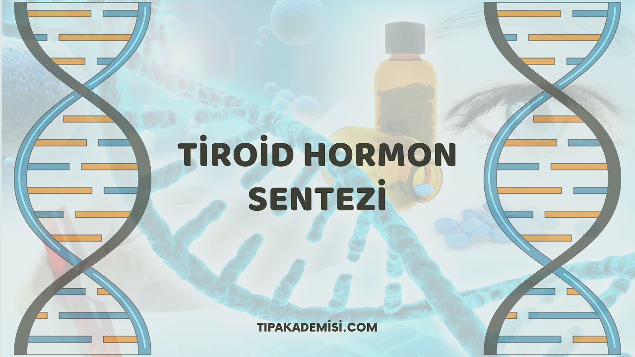 tipakademisi.com - Hormonlar / Tiroid Hormonları