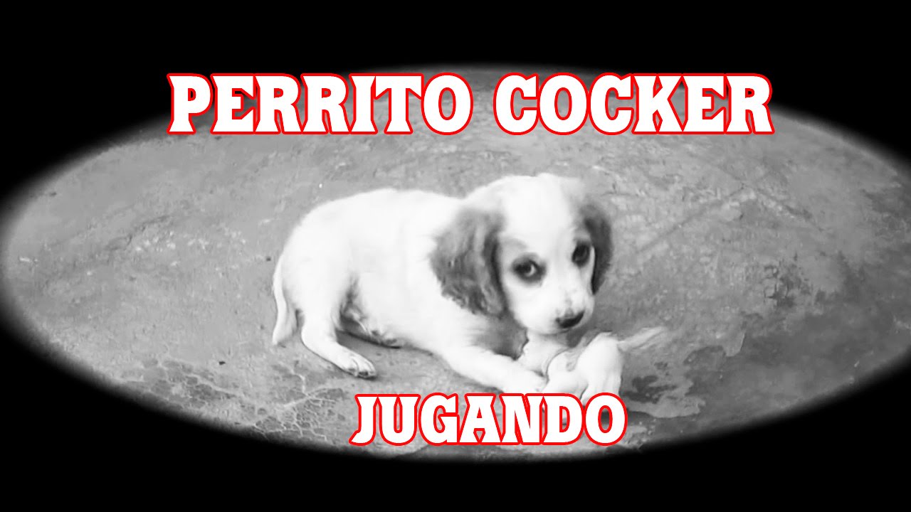 CACHORRO JUGANDO / ADORABLE PERRITO COCKER JUGANDO risalet