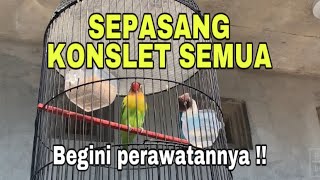 Perawatan lovebird sepasang konslet semua !