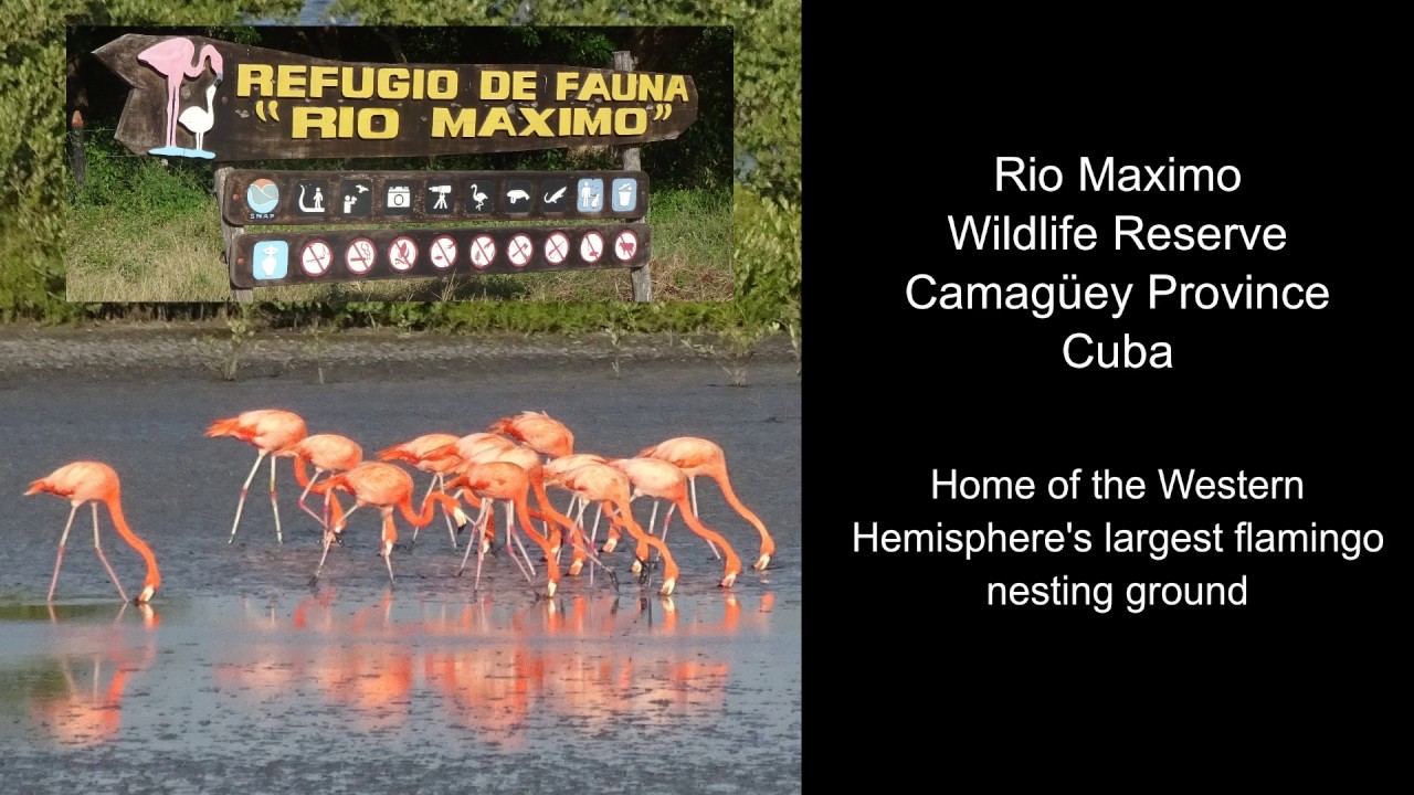 Cuba's Remote Home of Flamingos: Río Maximo Wildlife Reserve - YouTube