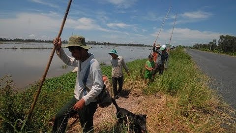 Đẳng Cấp Của Chó Săn Chuột Đồng Là Đây | Câu Cá TV