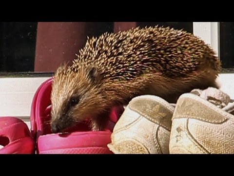 Igel im Garten - YouTube