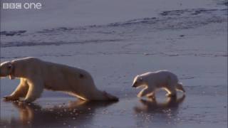 HD: 'Ice Skating' Polar Bears - Nature's Great Events: The Great Melt - BBC One