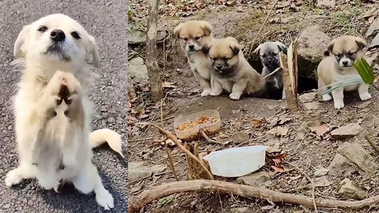 Mother dog learns from humans, clasping her front legs to beg for food ...