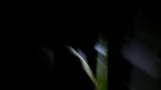 Cazeria de alto pelado san Luis