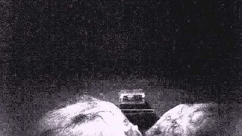 Bushpig drinking at water trough - www.cameratrap.co.za