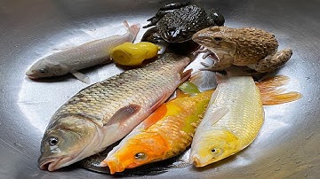 Kem Chanel và chú mèo hồng bắt được cá chép, cá vàng, cá màu sắc, cá sấu, con ếch, cá trê, con cua