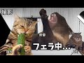 【日常編】ホモビデオ制作会社アルバイトの日常 #猫ミーム #猫マニ
