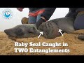 Baby Seal Caught In TWO Entanglements