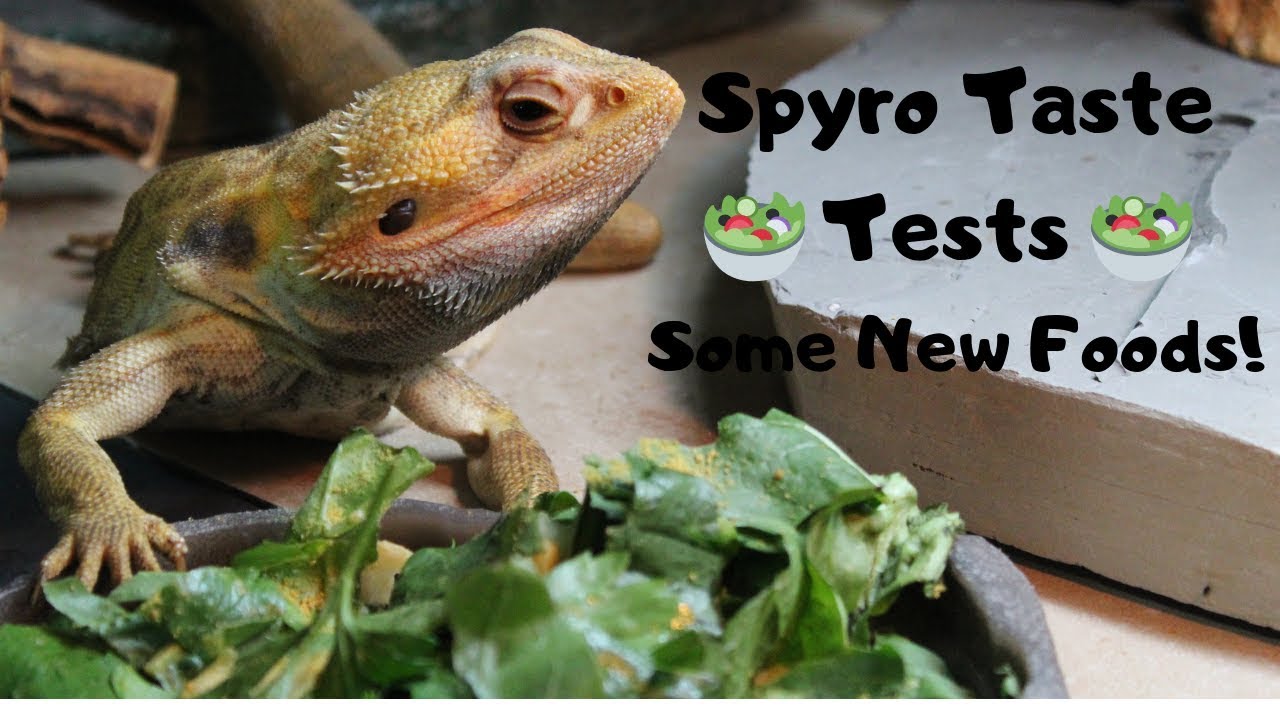 lizard skin grips Spyro Taste Tests New Foods!