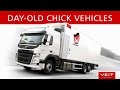 Veit dayold chick truck at cobb germany