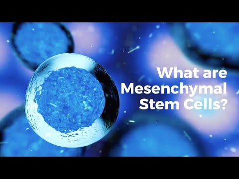 Video: Ar mezenchiminės ląstelės yra kamieninės ląstelės?