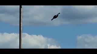 BlackFly Flying Car of the Future EAA AirVenture Oshkosh, WI 7-30-22