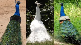The World's most beautiful bird peacock sound|| More call open feathers nonstop 2:14 peacock dance