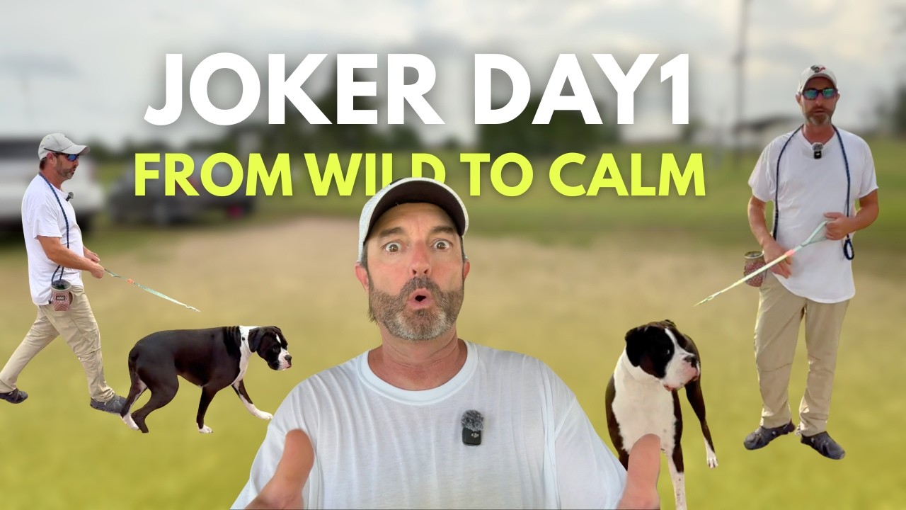 Joker Dog Training Day 1: Surprise calmness to Martin