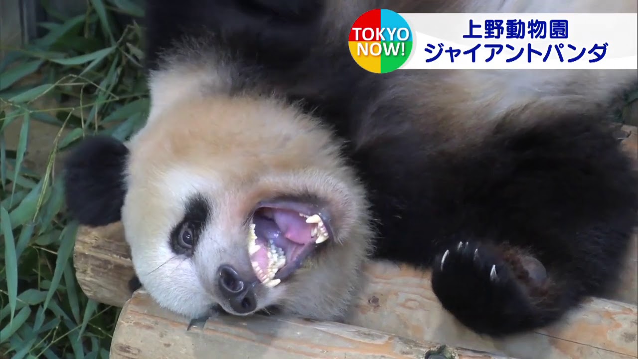 上野動物園のパンダ 5年延長へ調整 最新映像も Youtube