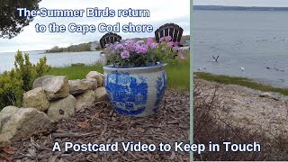 Herons and Snowy Egrets return | Summer is on it&#39;s way Cape Cod | A postcard video to keep in touch