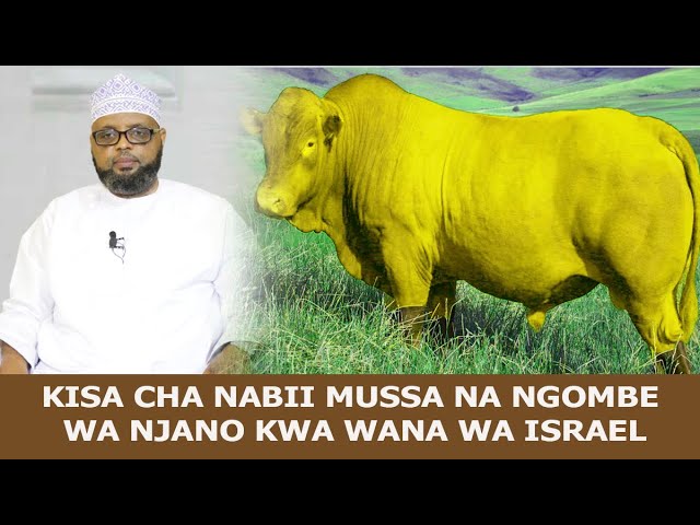 KISA CHA NABII MUSSA NA NGOMBE WA NJANO KWA WANA WA ISRAEL //SHEIKH OTHMAN MAALIM class=