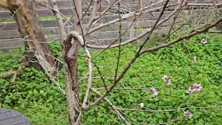 Fruit Trees Are Flowering