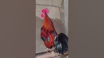 #เสียงไก่ต่อตัวผู้ #เสียงไก่ต่อเมีย #เสียงไก่ป่าตัวผู้ #เสียงไก่ป่าตัวเมีย