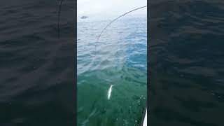 #fishing #saltwaterfishing #hongkongfishing #爭你未釣 #justfishin #出海 #mackerelfish #膠魚