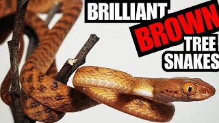 Celebrity Brown Tree Snake Care Profile