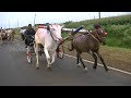 Horse and Bull Cart Race jodatti .घोडा बैल गाडीचा शर्यत.Pferd Ochsenkarren Rennen.