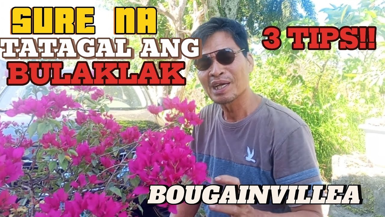 3 TIPS KUNG PAANO MAPAPATAGAL ANG BULAKLAK NG BOUGAINVILLEA.