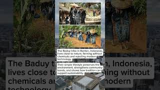 Baduy Tribe Living In Harmony With Nature In Banten