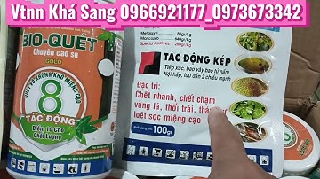 Xử lý bệnh loét sọc miệng cạo,khô miệng cạo,giúp thông mủ trên cây cao su.Vtnn khá Sang.